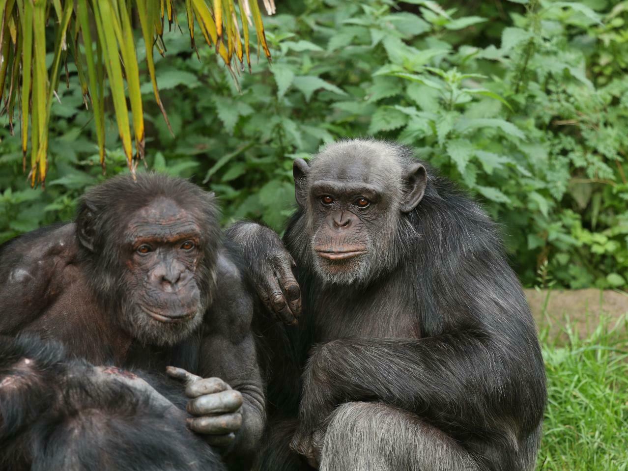 caption: Chimpanzees and bonobos recognize photos of groupmates they haven't seen for more than 25 years, and respond even more enthusiastically to pictures of their friends, a new study finds.