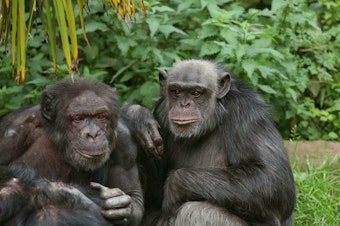 caption: Chimpanzees and bonobos recognize photos of groupmates they haven't seen for more than 25 years, and respond even more enthusiastically to pictures of their friends, a new study finds.