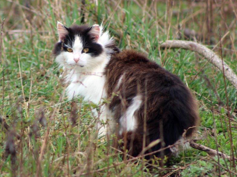 caption: A feral cat hides in a wooded area near a beach parking lot at Jones Beach State Park in Wantagh, N.Y. The American Bird Conservancy sued the state parks department in 2016 to have the cats removed because they were a threat to the endangered piping plover and the cat colony was relocated to cat sanctuaries.