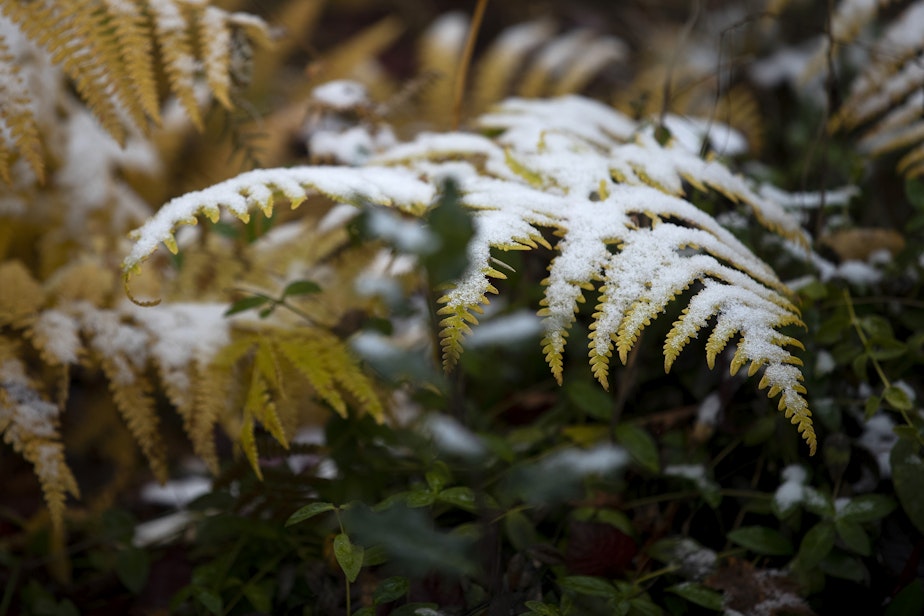 caption: Snow covers a fern during the first snowfall of the season in the Seattle area, on Tuesday, November 29, 2022. 