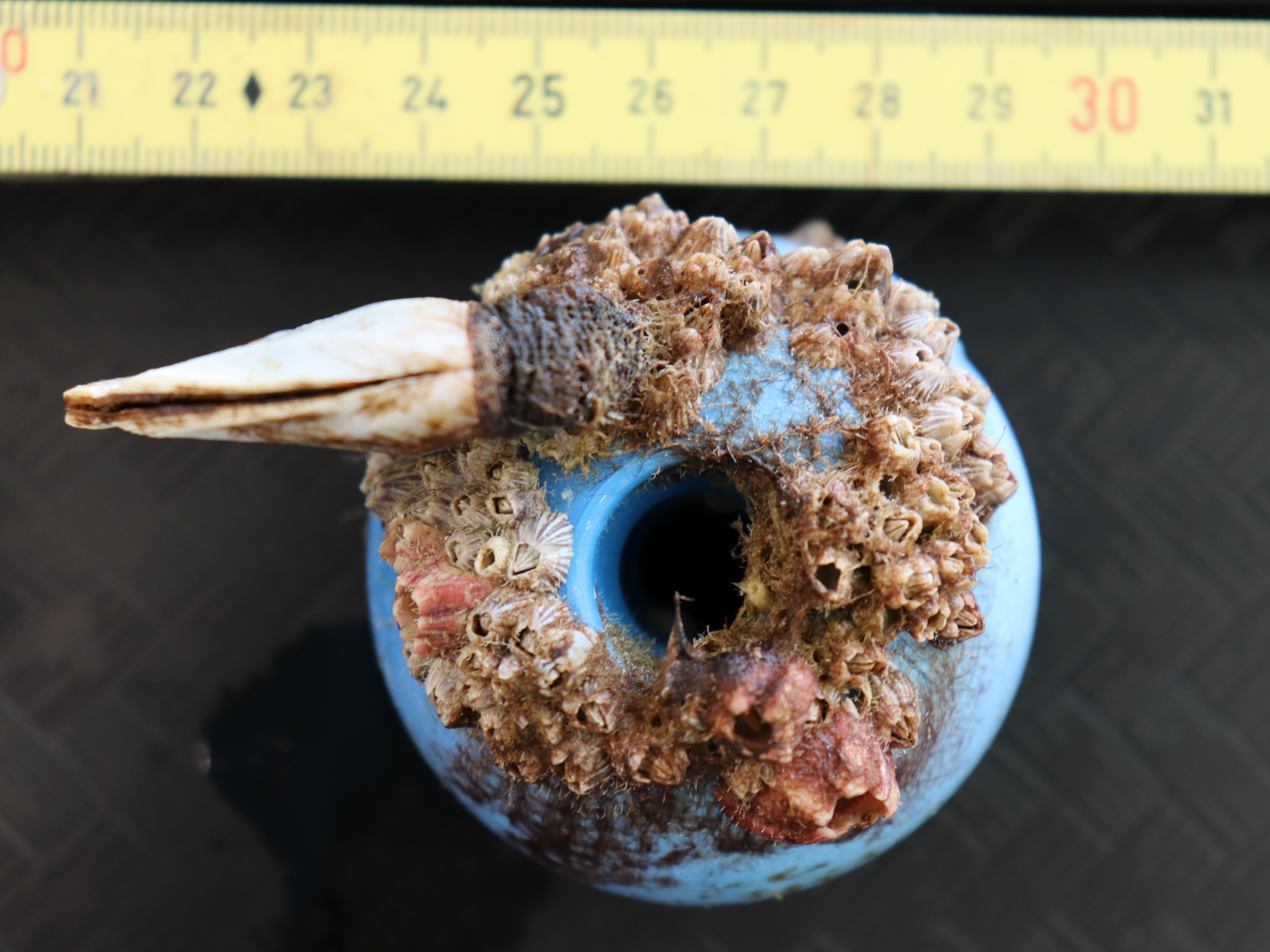 caption: A piece of plastic debris that's been colonized by both costal barnacles (pink and striped) and a gooseneck barnacle from the open ocean.
