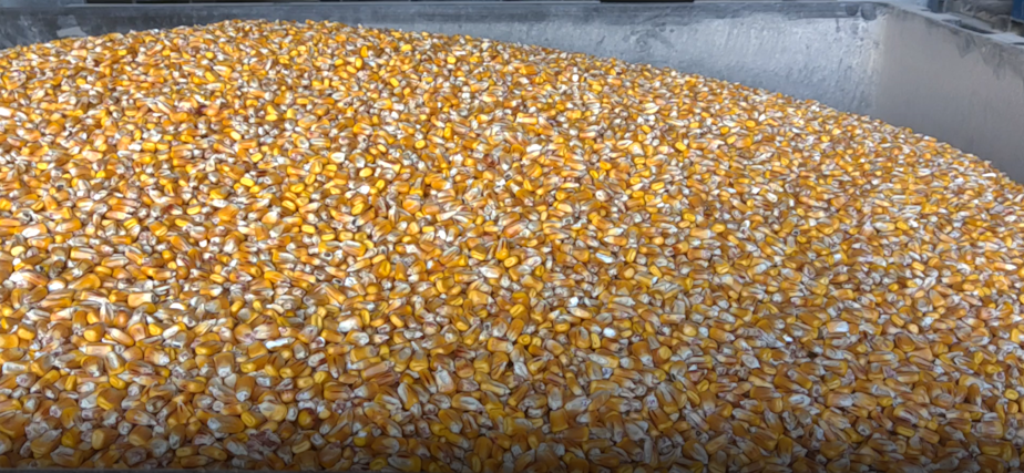 caption: This corn was donated to Woodinville Whiskey Company as it starts making hand sanitizer on Monday, March 23, 2020.