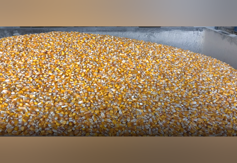 caption: This corn was donated to Woodinville Whiskey Company as it starts making hand sanitizer on Monday, March 23, 2020.