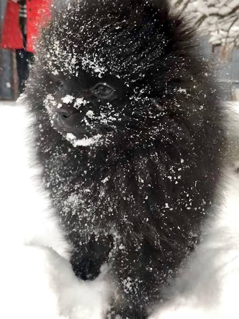 caption: Danielle Kay Castrow submitted this afurrable photo of this fluffy black angel pup.