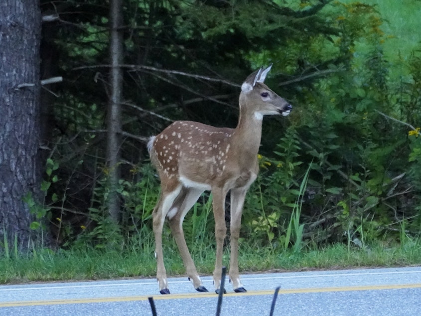 caption: A white tail deer fawn stands in the road, Sept. 10, 2021, in Freeport, Maine.