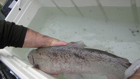 caption: A hatchery fish is found among wild fish returning to the Elwha River on the Olympic Peninsula this past spring. Wild fish advocates around the region have filed several lawsuits calling for restrictions on the use of hatcheries.
