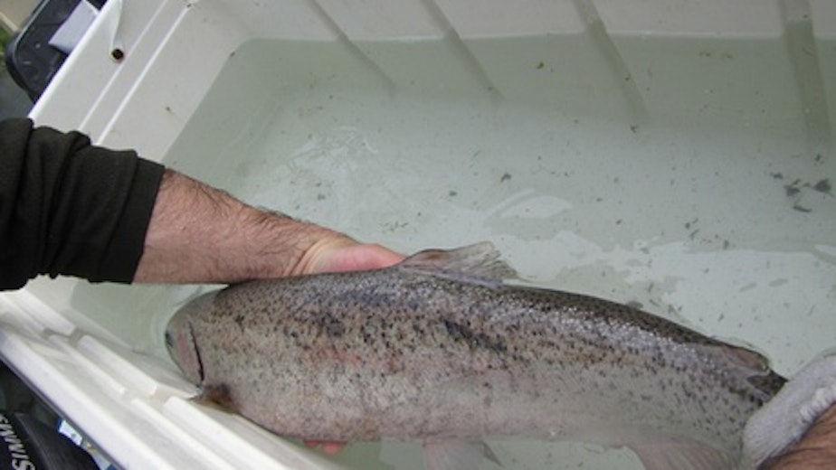 caption: A hatchery fish is found among wild fish returning to the Elwha River on the Olympic Peninsula this past spring. Wild fish advocates around the region have filed several lawsuits calling for restrictions on the use of hatcheries.