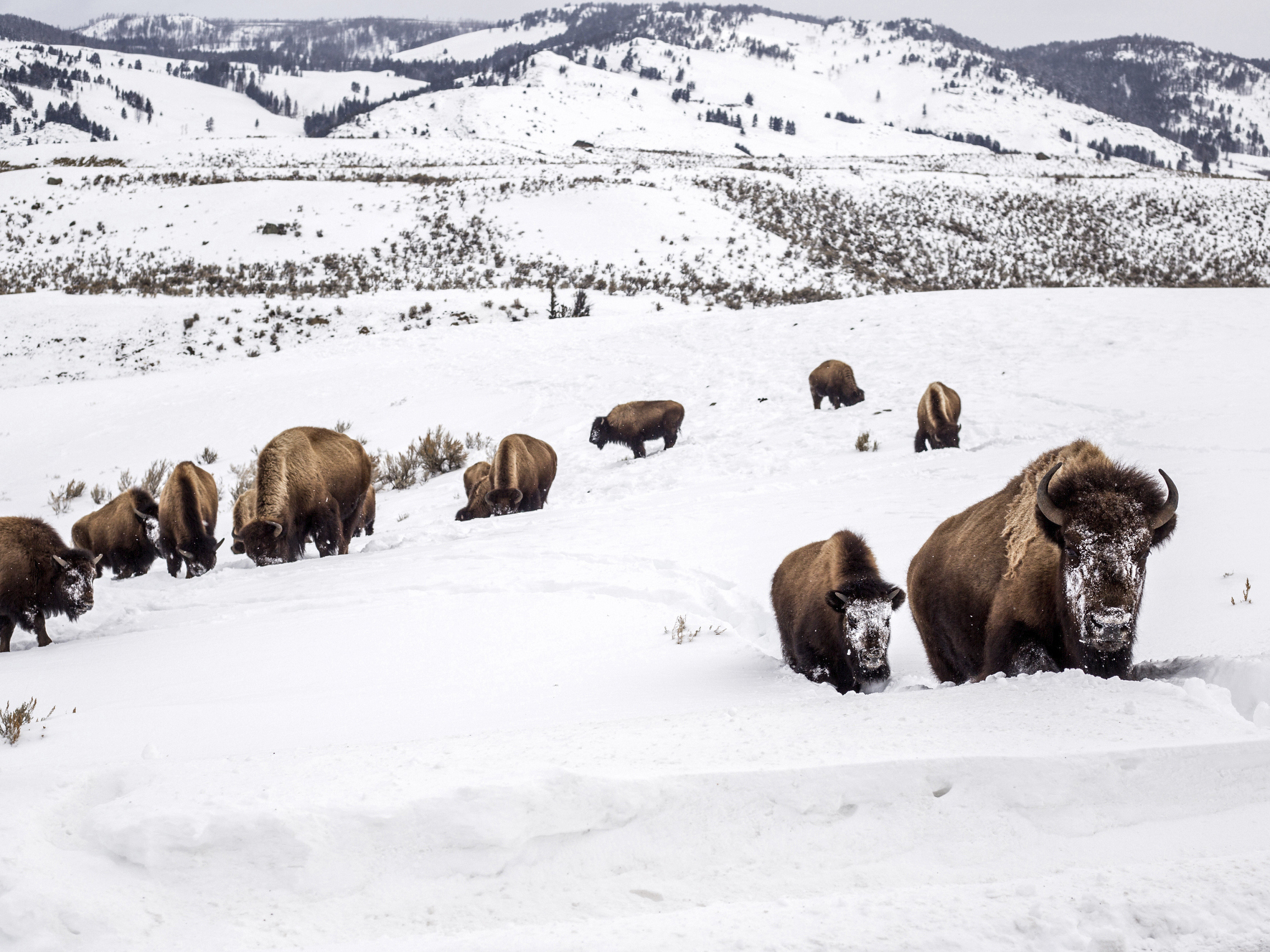 caption: A bison leads her calf through deep snow toward a road in Yellowstone National Park, Wyo., on Feb. 20, 2021. On Monday, a bison gored a 25-year-old woman in Yellowstone when she got within 10 feet of the animal.