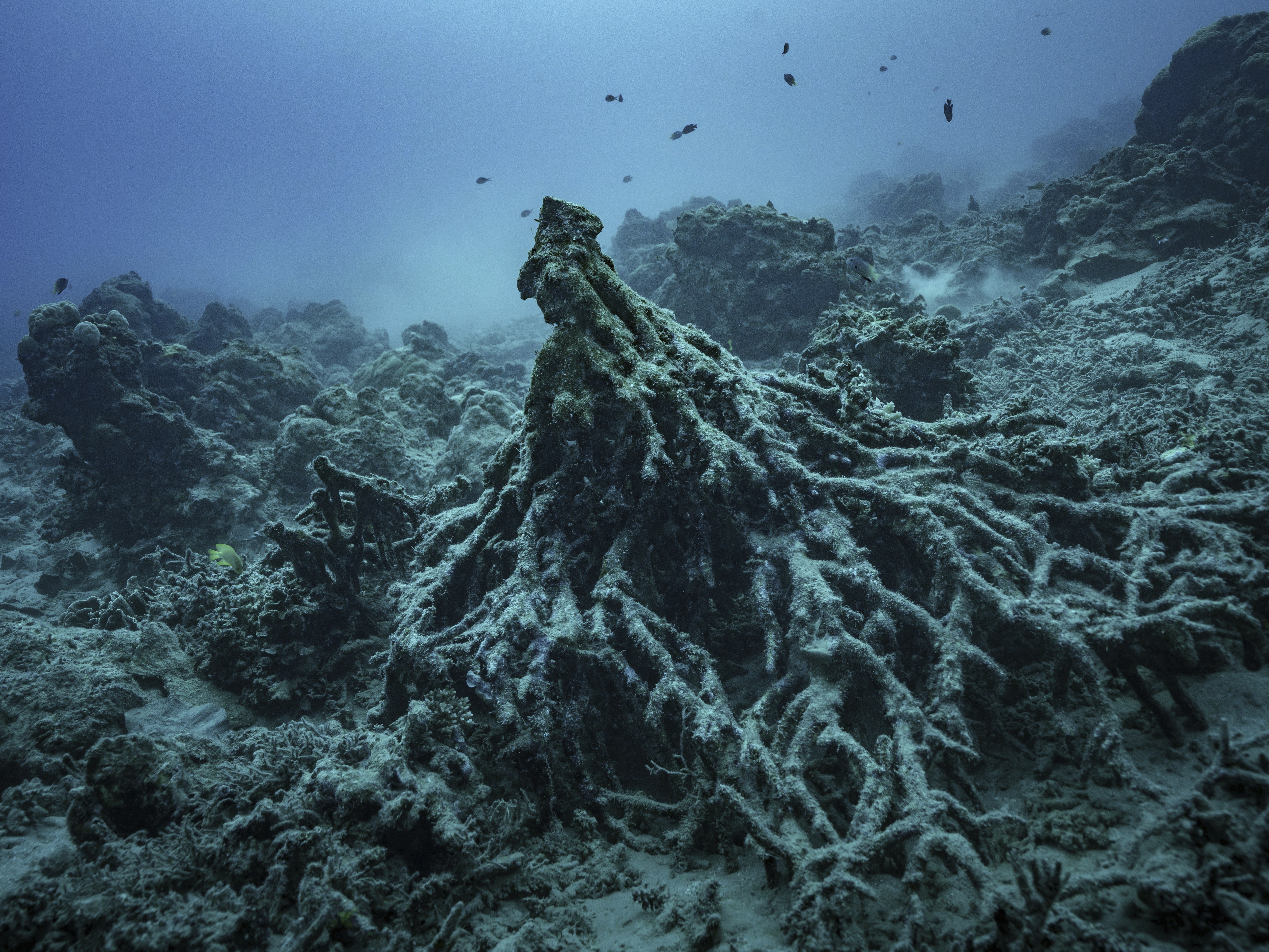 caption: What remains of the "Tree of Life" on Sunday, July 20, 2025, is visible off the coast of Efate Island, Vanuatu, after being toppled by cyclones in 2023 and further damaged by an earthquake in 2024.