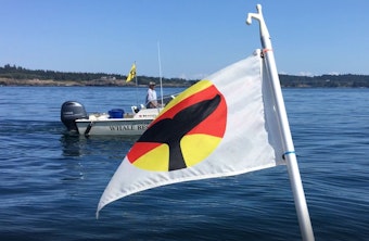 caption: A whale-warning flag, designed to warn boaters that orcas are nearby, flies off the stern of University of Washington whale researcher Deborah Giles' boat off San Juan Island in August 2019