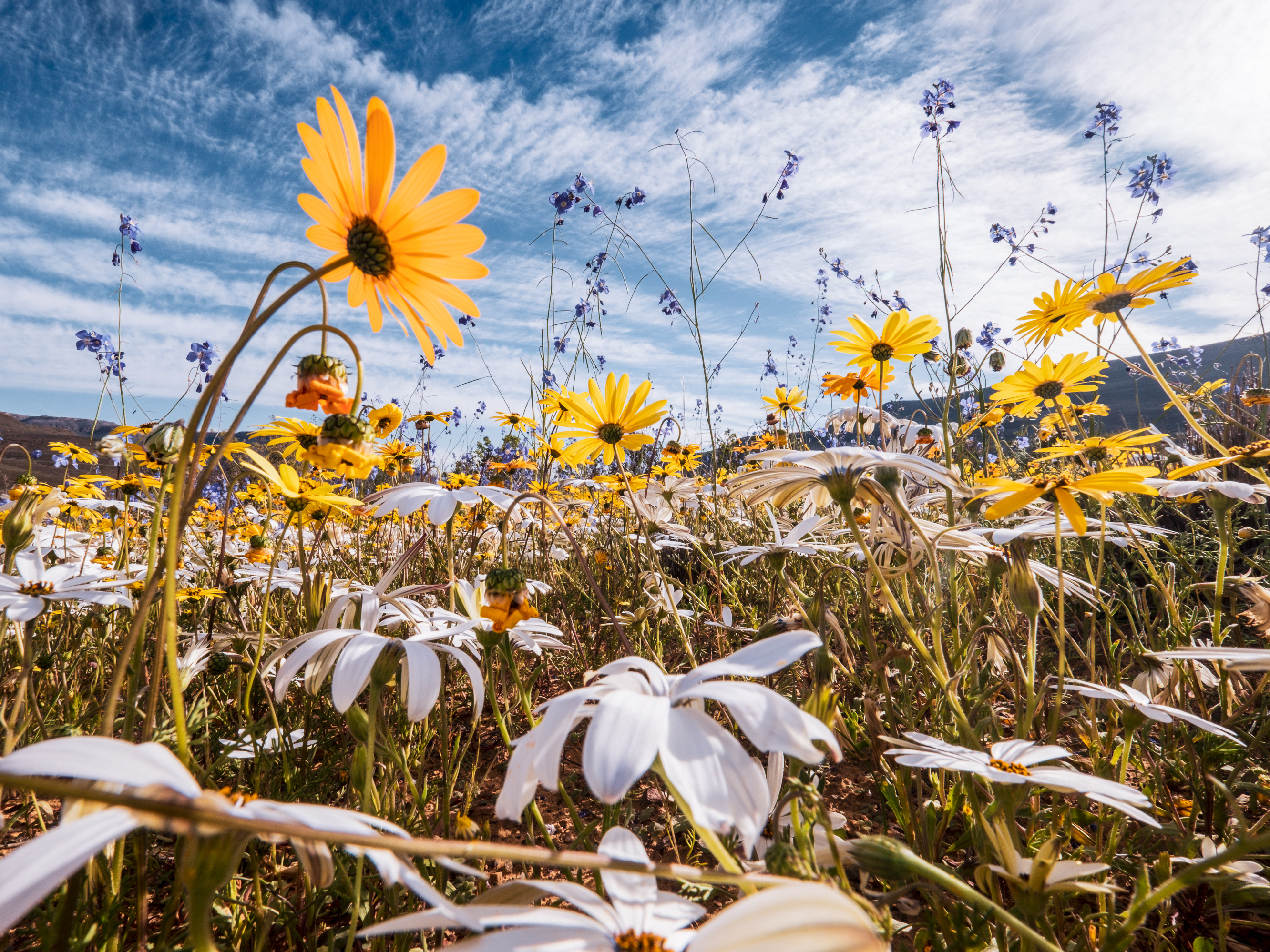 Wildflowers in South Africa.