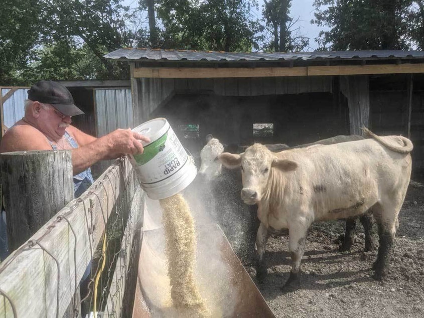 caption: Larry Lieb, 69, feeds the cattle on his farm in Mode, Ill., on July 8. He says he feels safer having gotten the coronavirus vaccine. But he's not interested in trying to convince anyone else to get it.