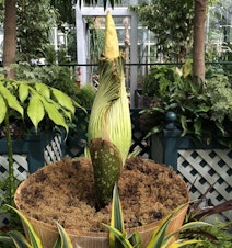 caption: Dougsley, the corpse flower at Volunteer Park Conservatory