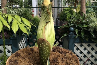caption: Dougsley, the corpse flower at Volunteer Park Conservatory