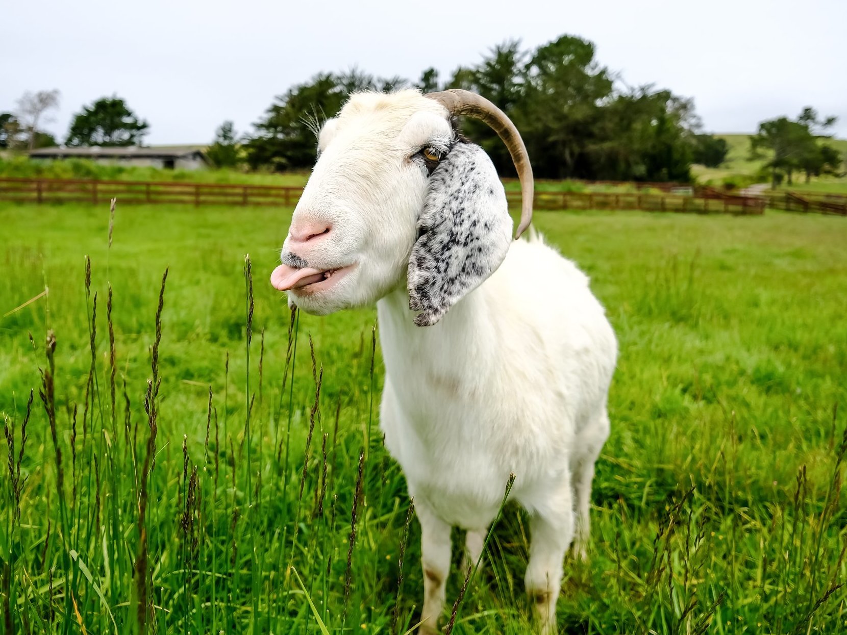caption: Sweet Farm animal sanctuary in Half Moon Bay, Calif., is offering Goat 2 Meeting: a virtual visit to meet the farm's animals. Pictured is Juno the goat.