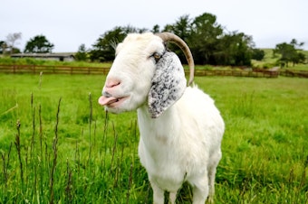 caption: Sweet Farm animal sanctuary in Half Moon Bay, Calif., is offering Goat 2 Meeting: a virtual visit to meet the farm's animals. Pictured is Juno the goat.