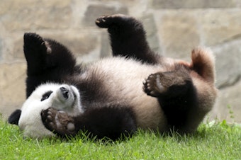 caption: Giant panda Xiao Qi Ji plays at his enclosure at the Smithsonian National Zoo in Washington in September.