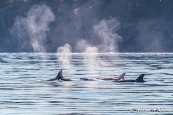 caption: Transient orcas, aka Bigg's killer whales, swimming off the north shore of Johns Island in Washington state's San Juan Islands in 2013.