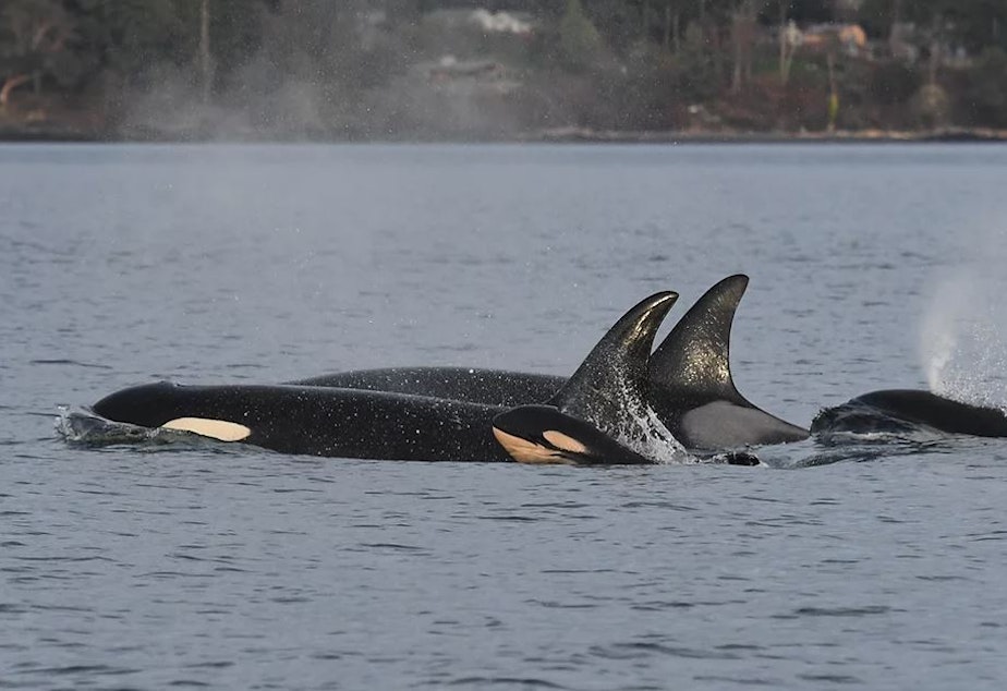 caption: Newborn orca calf J59 swimming next to its mother J37, March 1, 2022. 