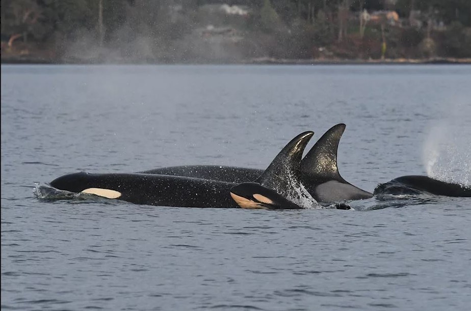 caption: Newborn orca calf J59 swimming next to its mother J37, March 1, 2022. 