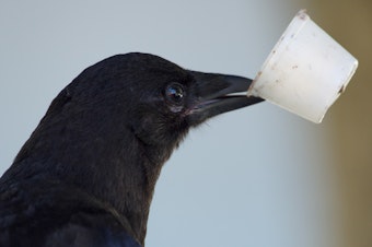 caption: Crows and recycling are two common topics listeners ask KUOW about. 
