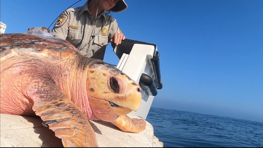 caption: Elba Benabe-Carlo of the U.S. Fish and Wildlife Service looks on as Moira the loggerhead sea turtle prepares to dive into the Pacific Ocean outside of San Diego Bay on Oct. 23, 2024.