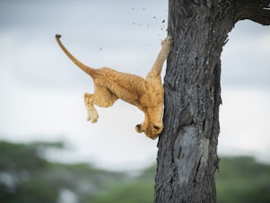 caption: Jennifer Hadley's overall winning photo of a 3-month-old cub tumbling out of a tree.