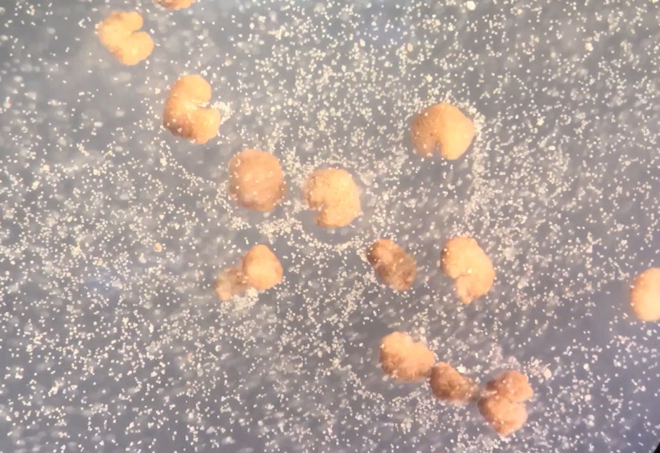 caption: A dozen organisms designed by artificial intelligence known as xenobots (C-shaped; beige) beside loose frog stem cells (white).