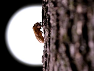 caption: A cicada that have been living underground reemerges in Washington in May.