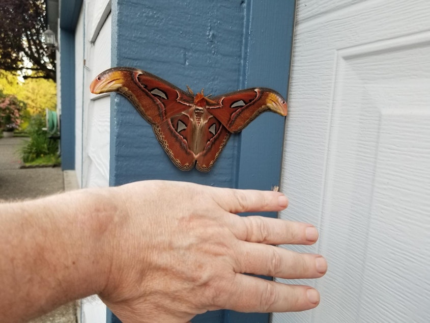 caption: An Atlas moth clings to a wall in Bellevue, Washington, in July, with a man's hand for scale.