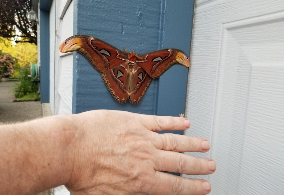 caption: An Atlas moth clings to a wall in Bellevue, Washington, in July, with a man's hand for scale.