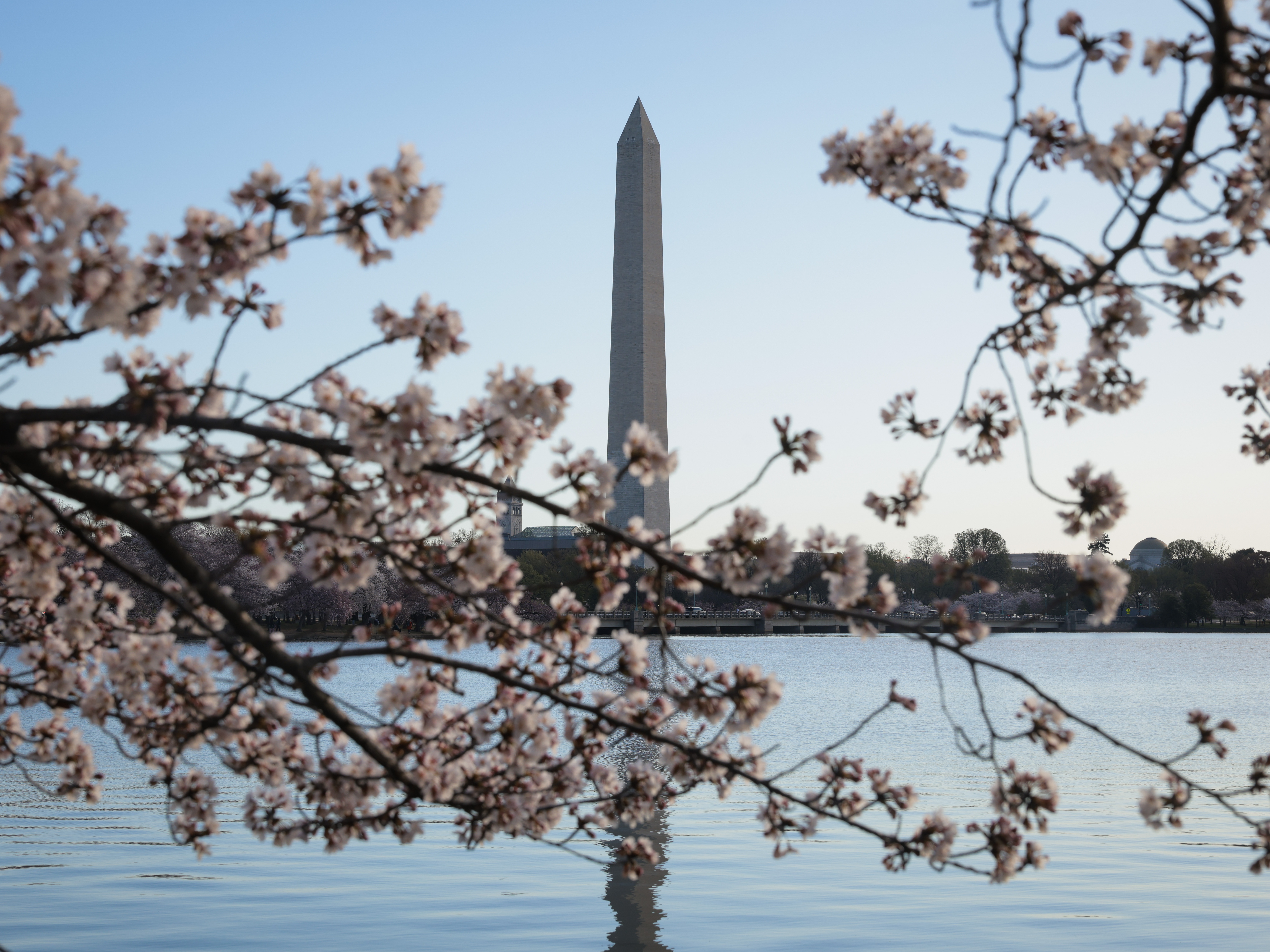 caption: The sun rises over the Washington Monument and blooming cherry blossoms at the Tidal Basin on March 27, 2025, in Washington, D.C.