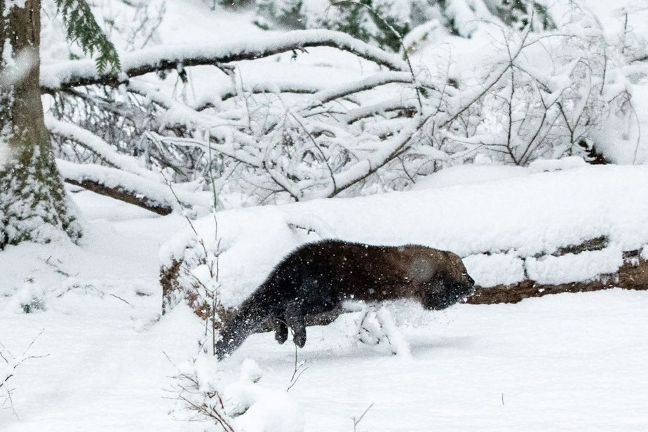caption: A newly released fisher bounds through the snow in Mount Rainier National Park on Jan. 10, 2020.