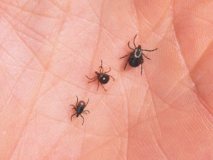 caption: A Lone Star tick (middle) flanked by a deer tick (left) and a dog tick. The Lone Star tick is thought to be primarily responsible for an allergy to red meat, but other ticks can't be ruled out.