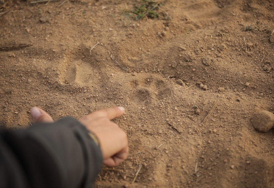 caption: Carmen Rueda Rodriguez spots an Iberian Lynx track at Finca El Encinaerjo, Spain.