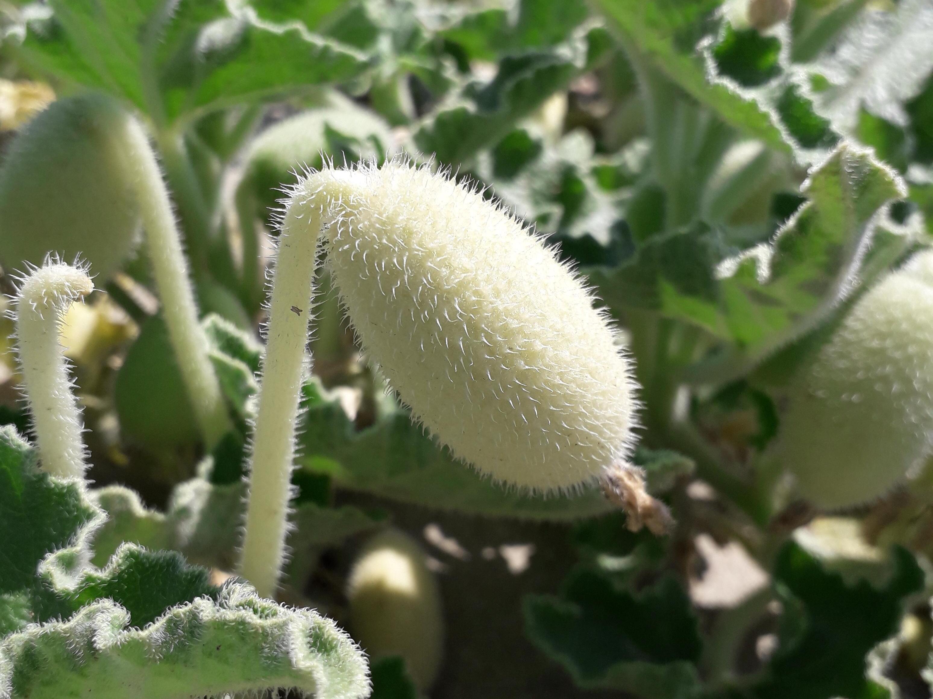 caption: Researchers set out to find the clues behind this cucumbers seed dispersal superpower.