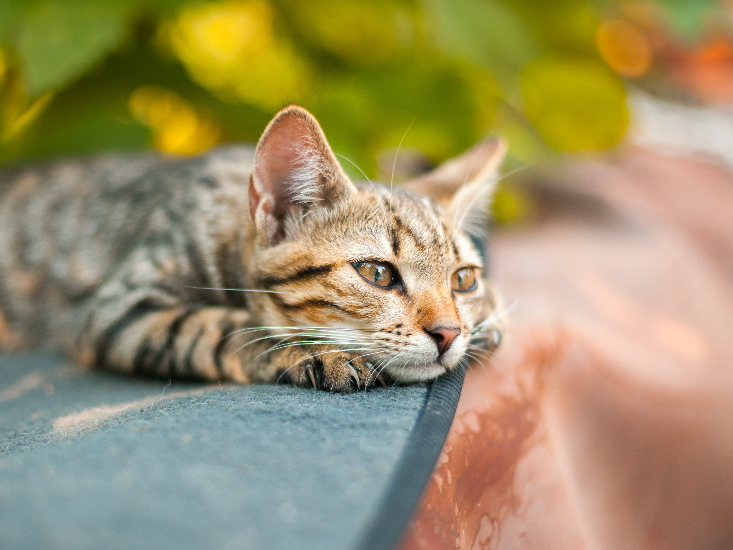 caption: Researchers found that cats showed signs of grief, such as eating and playing less, after a fellow pet had died.