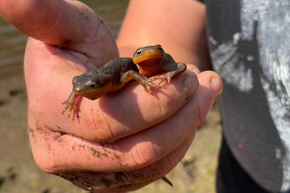 caption: Washington Department of Fish and Wildlife biologist Max Lambert holds a pair of rough-skinned newts at a lake on the Olympic Peninsula on Sept. 9, 2022.