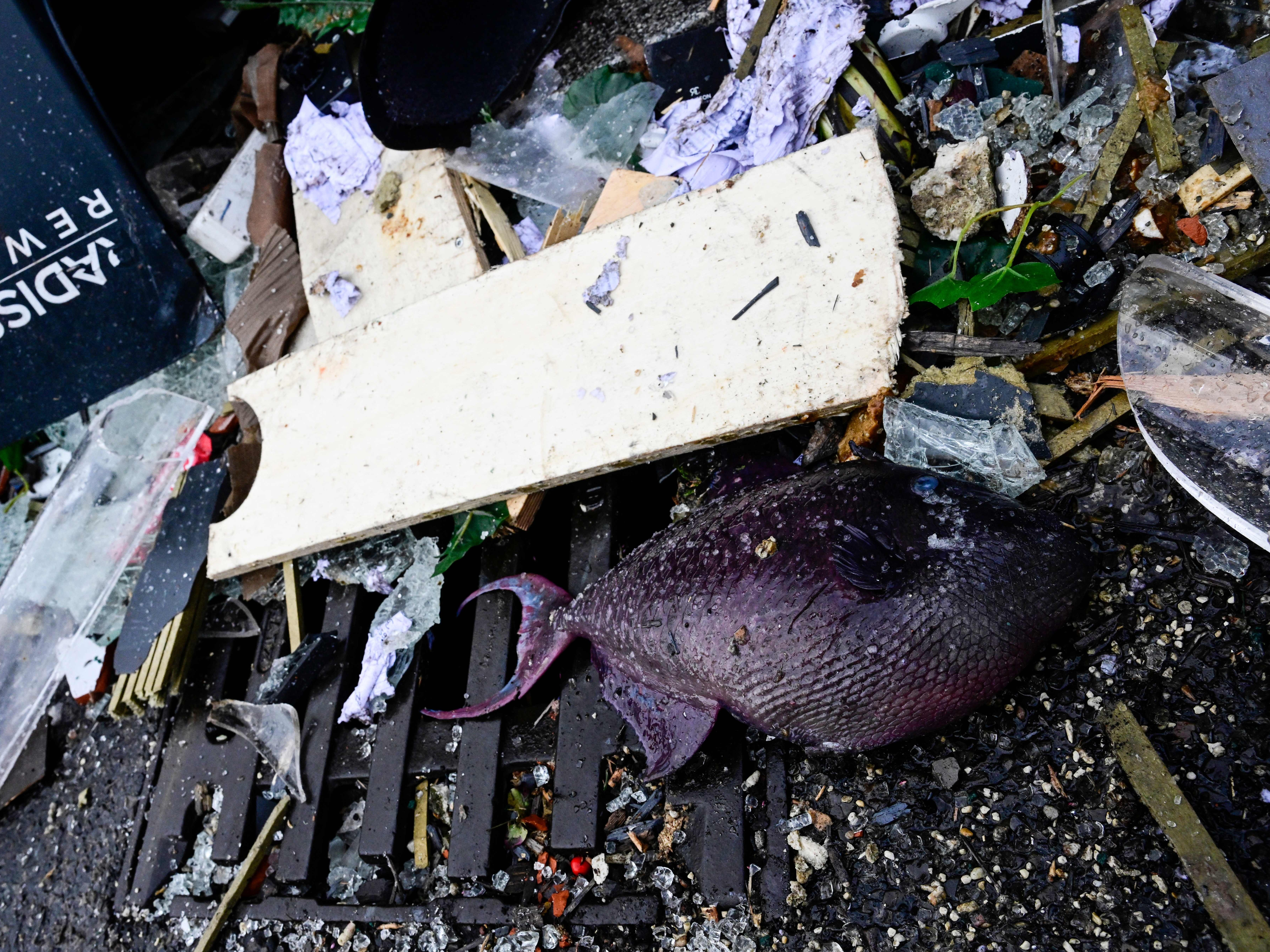 caption: A dead fish is seen among debris in front of the Radisson Blu hotel in Berlin, where a huge aquarium located in the hotel's lobby burst on Friday. Berlin police said on Twitter that as well as causing "incredible maritime damage", the incident left two people with injuries from glass shards.