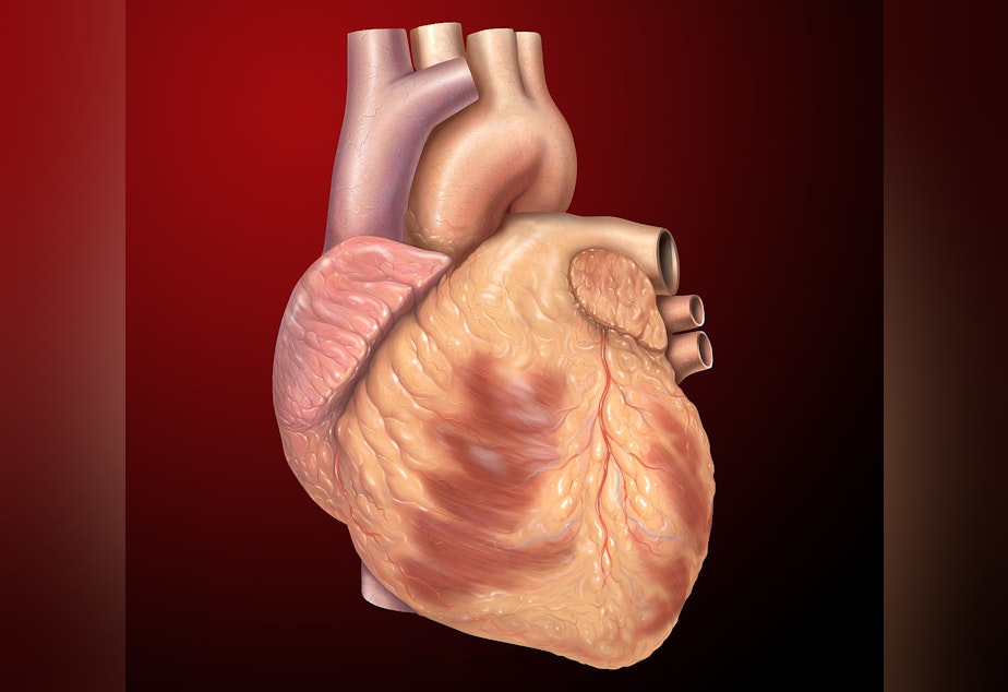 caption: Medical illustration of a heart.