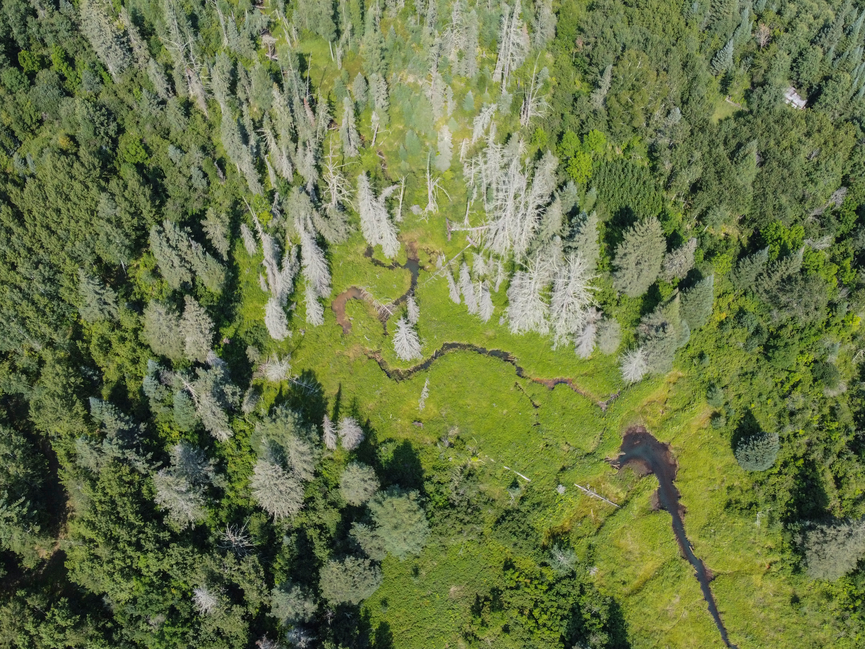 caption: The rich pine forest surrounding Pine Lake Forest Road in Hubbard County, Minnesota. Hubbard County is located in the Heartland Lakes region of northern Minnesota. There were once nearly 150 fire towers standing guard over the state's forests as protection against unwanted fires. Today, only a handful of towers exist.