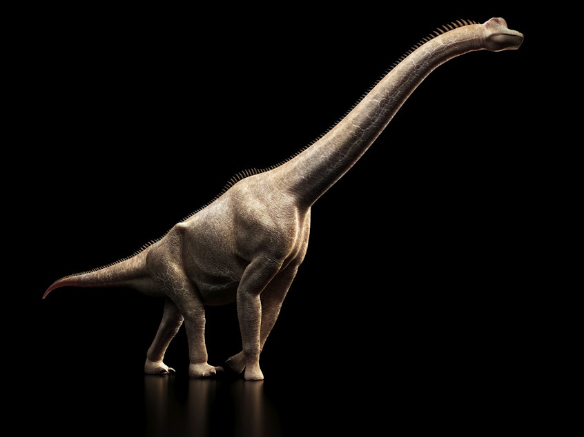 caption: Brachiosaurus dinosaur, a relative of the newly discovered species, seen in computer artwork.
