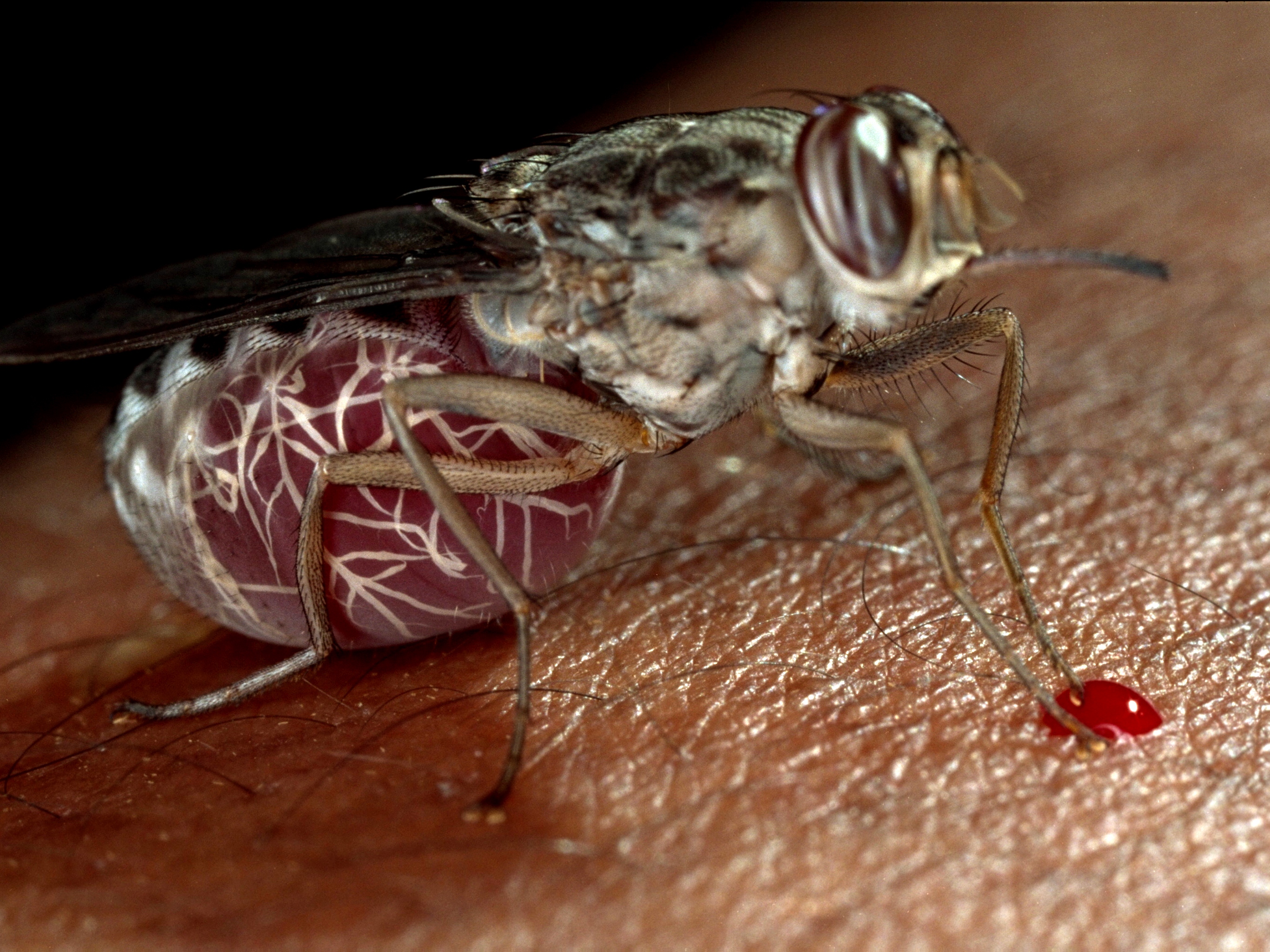 caption: A tsetse fly — their bite can spread the parasite that causes sleeping sickness.