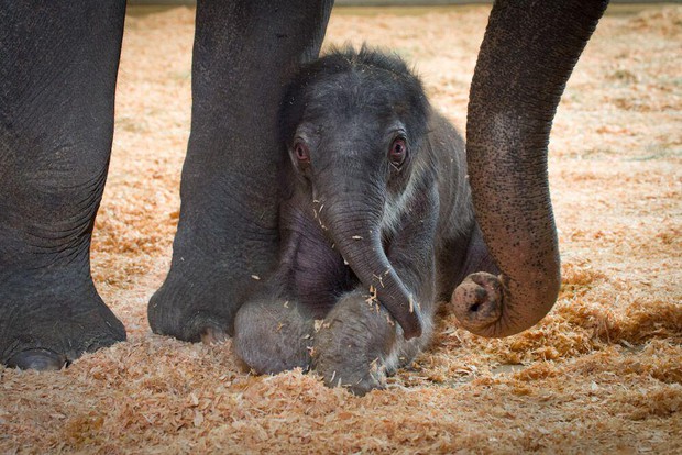caption: <p>Lily the elephant, not long after she was born.</p>