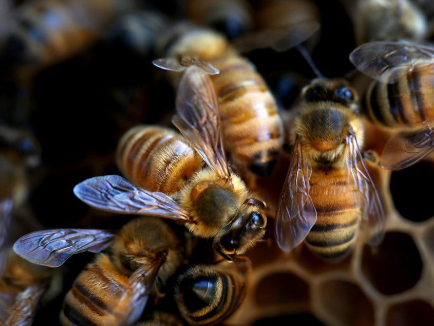 caption: Bees are seen on a honeycomb cell at the BEE Lab hives at the University of Sydney on May 18, 2021. The U.N. has designated May 20 as World Bee Day.