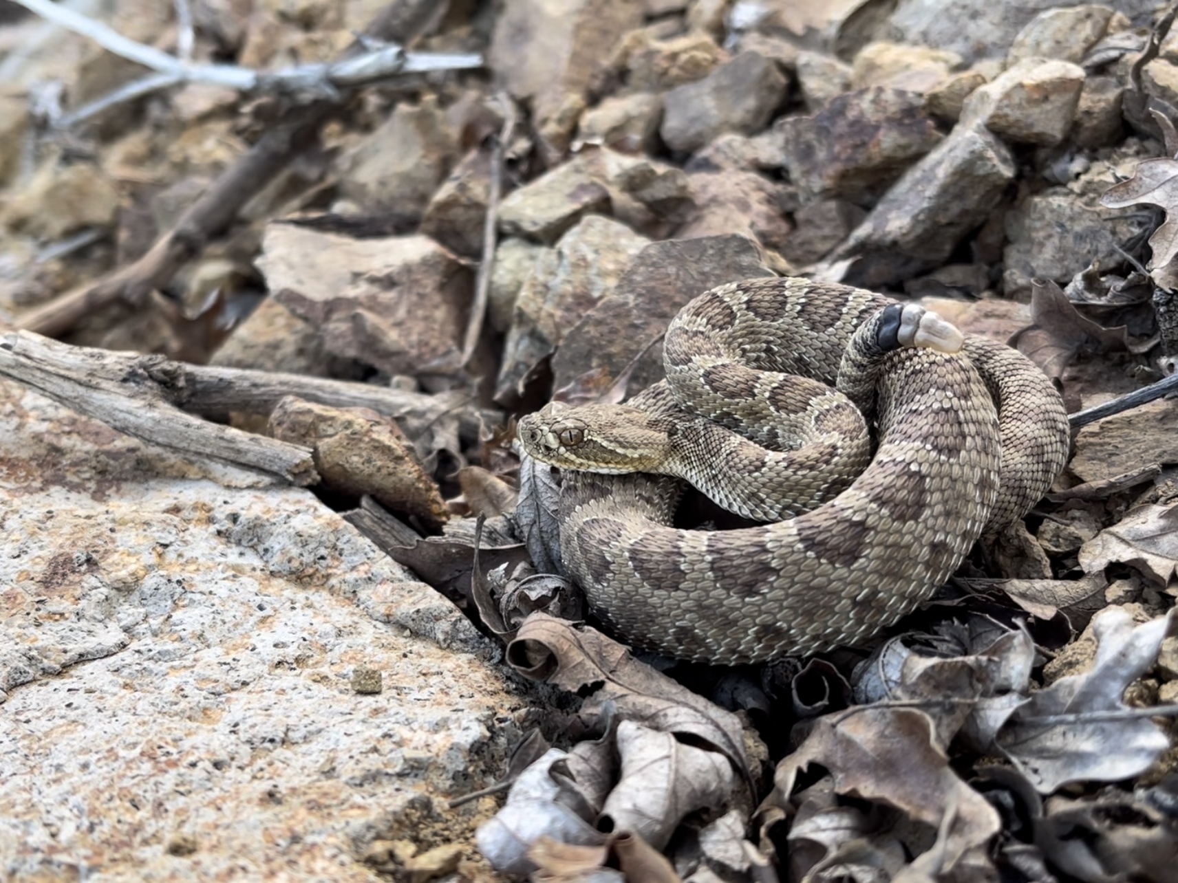 caption:  Project RattleCam lets people observe rattlesnakes with a live webcam.