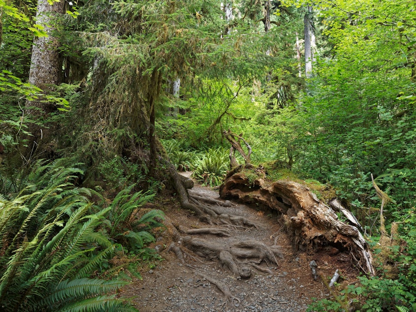 caption: Rough root trail in the Hoh Rainforest.