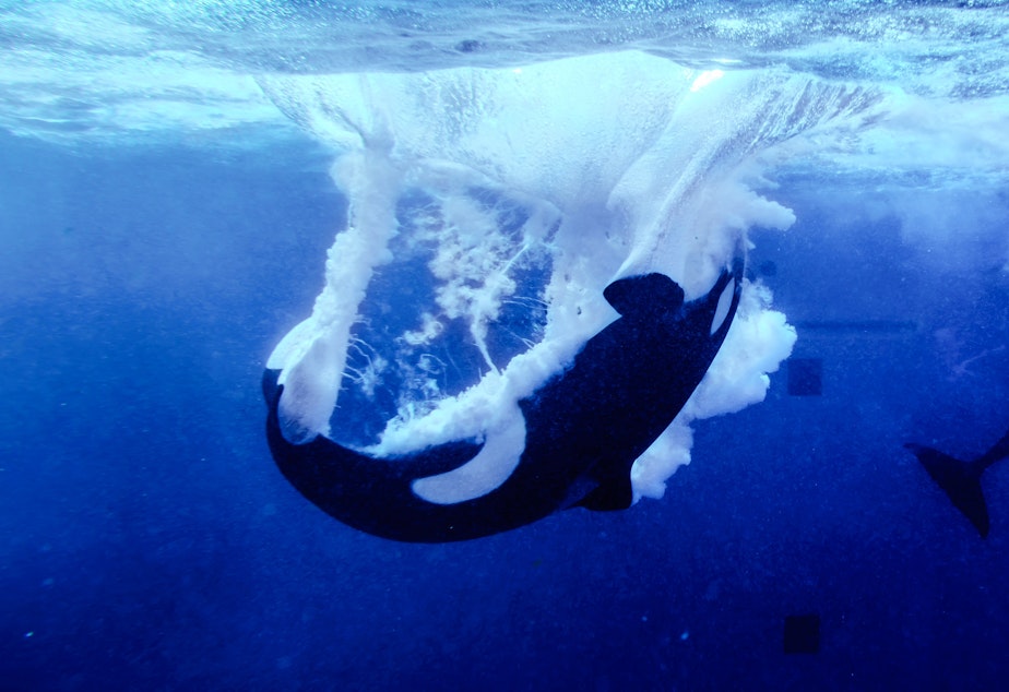 caption: An orca whale re-enters a pool after breaching in captivity.