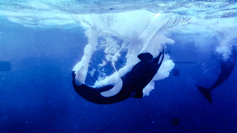 caption: An orca whale re-enters a pool after breaching in captivity.