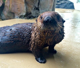 caption: Mishka the asthmatic otter is doing fine despite the wildfire smoke, the Seattle Aquarium tweeted last week.